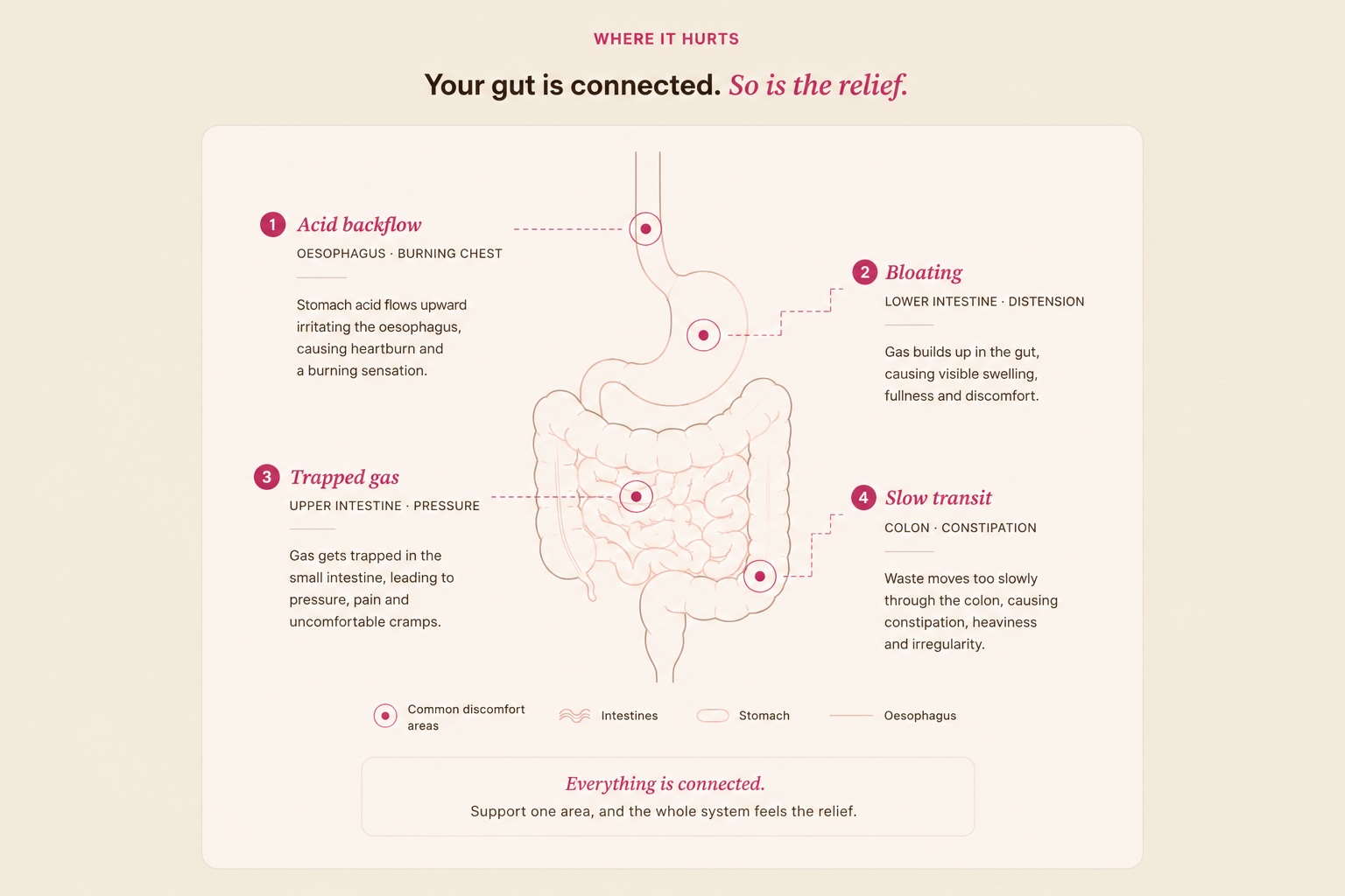 Your gut is connected — common discomfort areas across the digestive system